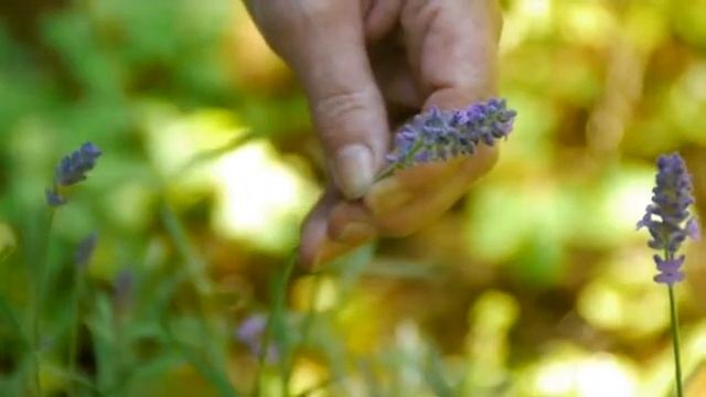 How to Grow Lavandula Angustifolia смотреть онлайн