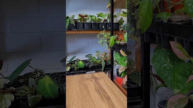 ФИЛОДЕНДРОНЫ ПЕРЕПИСЬ СКОЛЬКО ЖЕ ИХ смотреть онлайн