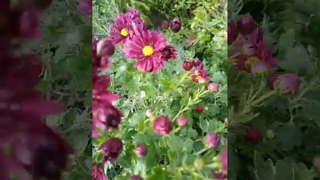 случайные сеянцы хризантем. смотреть онлайн