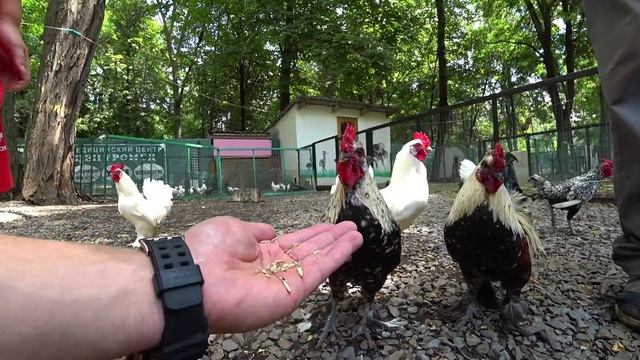 Парк Островского Ростов-на-Дону прогулка страусы козлята черепашка и тракторы смотреть онлайн