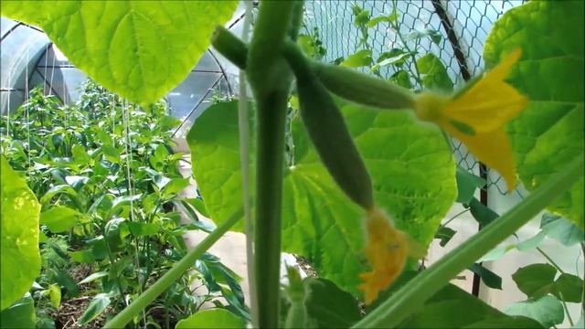 Самые раннеспелые и самые урожайные огурцы! Обзор 27 мая 2021. смотреть онлайн