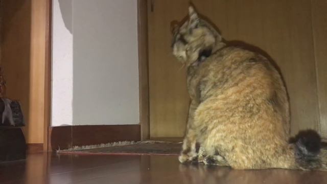 【眠れない夜のお供に】お迎えニャン太の・・眠れない長い夜【猫と日本の庭】 смотреть онлайн