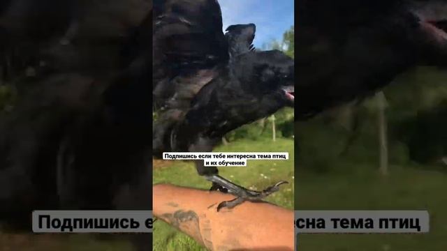 Грач Карл летает. #грач #ворон #ворона #ручнойграч #подпишитесь_на_канал смотреть онлайн