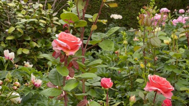 Rose blooming update: Boscobel, Bolero, Amour de Molene, Marie Caroline - June 2022 смотреть онлайн