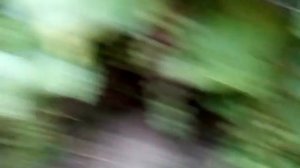 Виноград  Красень