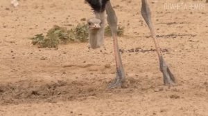 Страус: Самая большая птица на Планете Земля | Интересные факты про страусов