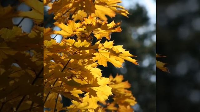 Танец желтых листьев + слайд шоу. смотреть онлайн