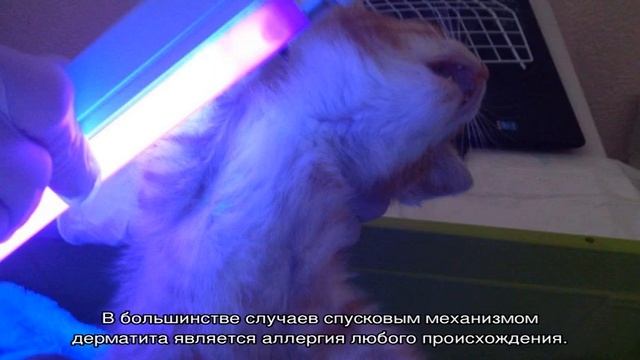 Кошка постоянно лижется: причины странного поведения смотреть онлайн