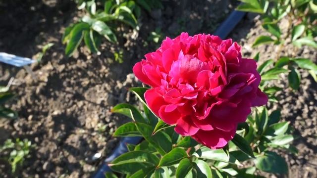 Пион PAUL M WILD смотреть онлайн