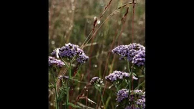 Погоды в кимже в лето 2012