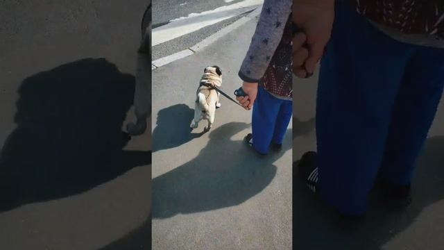 Встретила двух такс, мопса и бродячего кота смотреть онлайн