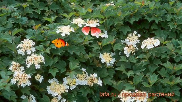 Калина обыкновенная Нанум (viburnum nanum) ? калина Нанум обзор: как сажать саженцы калины Нанум смотреть онлайн