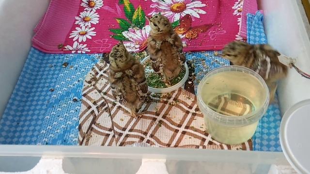 д.Новинка 30.05.2021г.