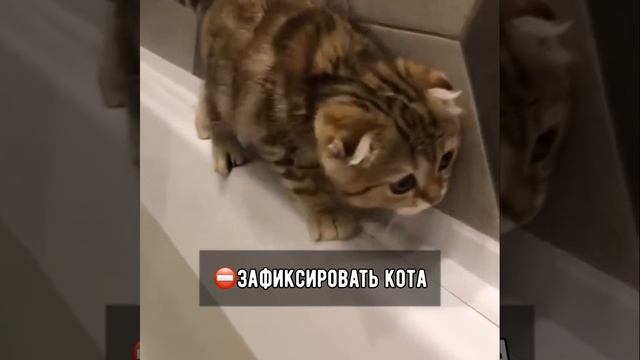 Как помыть кота и остаться в живых! смотреть онлайн