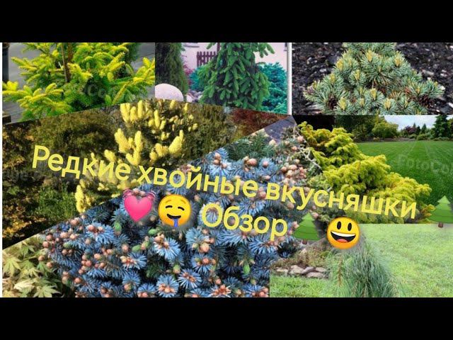 Редкостная редкость! Часть2 Обзор покупки хвойных редких растений! 1 мая 2023г смотреть онлайн