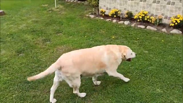 Отрезаем зубы кролику Феликсу! смотреть онлайн