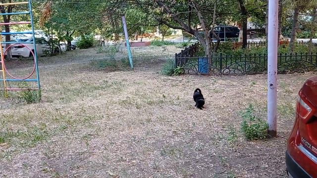 Кот поймал мышь. Кот на охоте. смотреть онлайн