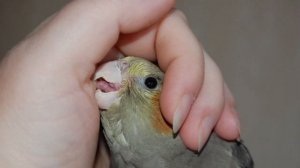 Почему попугаи кусаются и как отучить попугая кусаться? Клюв у попугаев. Часть 1.