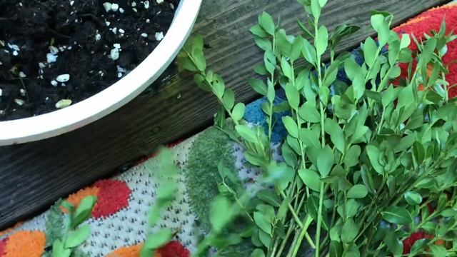 Укореняю «живую» изгородь. Очередной эксперимент! смотреть онлайн