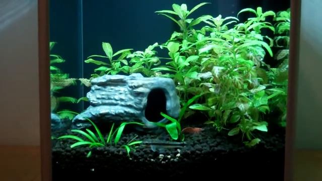 Otocinclus Affinis Got Ich