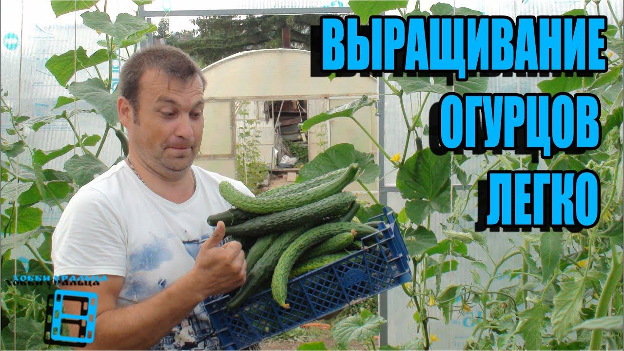 ВЫРАЩИВАНИЕ ОГУРЦОВ В ТЕПЛИЦЕ ОЧЕНЬ ЛЕГКО. САД (ОГОРОД) И ТЕПЛИЦА смотреть онлайн
