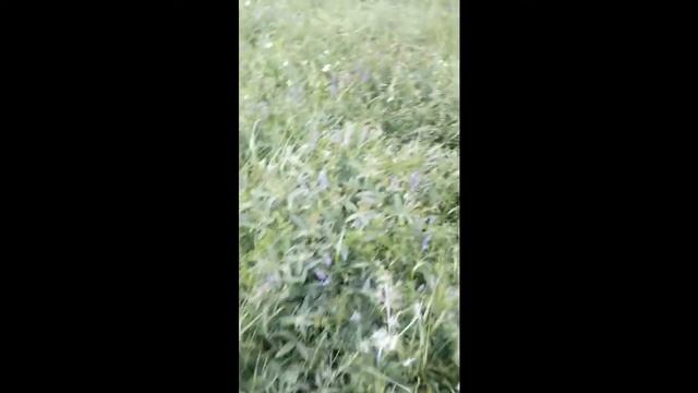 Тихая Охота. - В Поисках Белых Грибов" Вот это да... Май 2018 года. Армения." смотреть онлайн