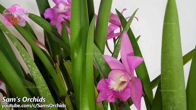 Bc. Little Mermaid (Cattleya Walkeriana X Brassanthe Maikai) #orchid