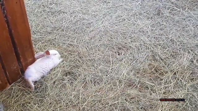 ? СОЧИ ПАРК АДЛЕР ? РУССКИЙ ДИСНЕЙЛЕНД. АТТРАКЦИОНЫ «Сочи Парк» в Адлере ? SOCHI DISNEYLAND PARK смотреть онлайн