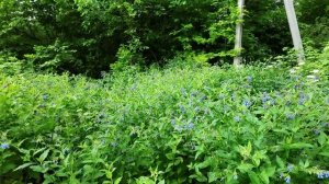 Рыбалка на ПОПЛАВОК. Все пропало ШЕФ.