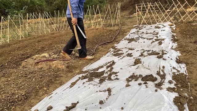 Làm ống bắt lươn vàng . làm vườn rau sạch / cuộc sống núi rừng (EP.14) смотреть онлайн