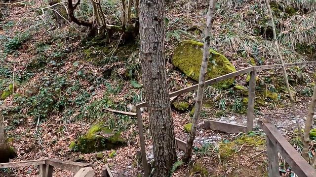 В волшебном лесу! Цикламены, подснежники ,водопады и другие фикусы! ?ЛАЗАРЕВСКОЕ СЕГОДНЯ?СОЧИ. смотреть онлайн