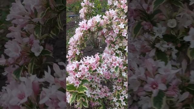 Красивый цветущий кустарник. Вейгела. смотреть онлайн