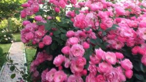 РОЗА АНЖЕЛА. КАК ВЫРАСТИТЬ КУСТ  2х3м