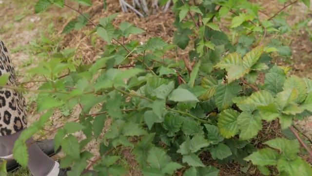 Сорт ежевики Торнфри. Ежевика Торнфри, описание и особенности сорта. смотреть онлайн