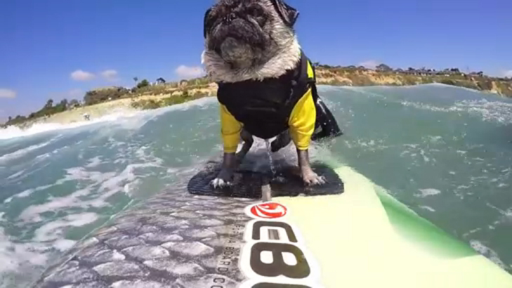 Хозяин со своим псом катает на доске смотреть онлайн