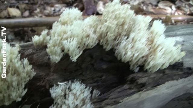 Edible Mushroom Identification - Coral Mushroom - GardenFork смотреть онлайн
