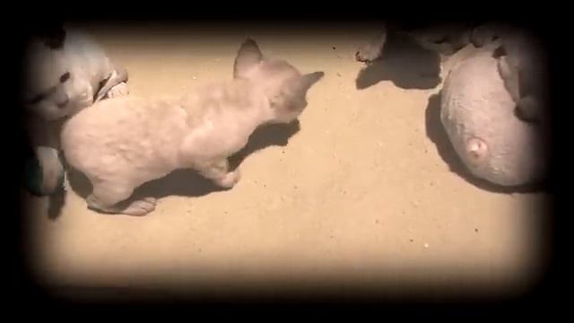 Devon Rex kittens Torunisko*PL смотреть онлайн