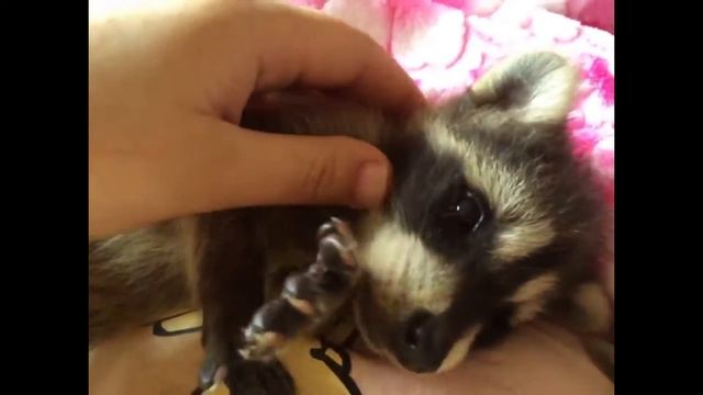 Cute playful baby raccoon. Fall in love. Маленький енотик. Влюбляемся в милого малыша. Дом Енота смотреть онлайн