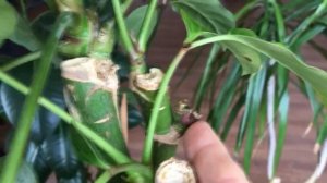 Пахира  Советы по обрезке