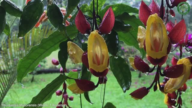 Thunbergia Mysorensis (Wight) T.Anderson | Flowering Lianas | ?? Panama |