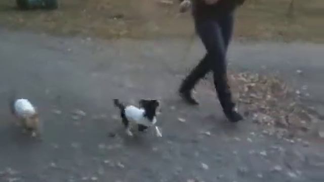 Ти Амо и шехзаде гуляют смотреть онлайн