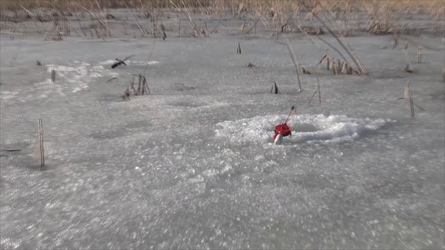 К 16:00 жду крупную плотву у тростника! Необычные выводы ! смотреть онлайн