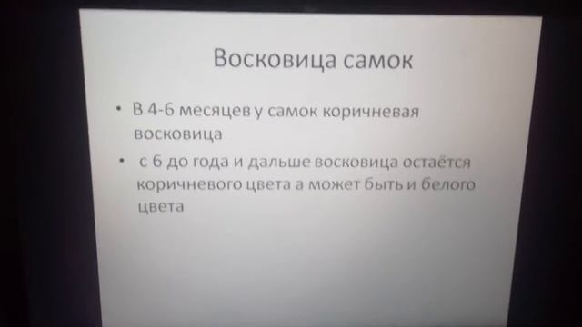 Определение возраста волнистого попугая и пола смотреть онлайн