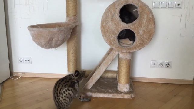 Serval vs maine coon ... смотреть онлайн