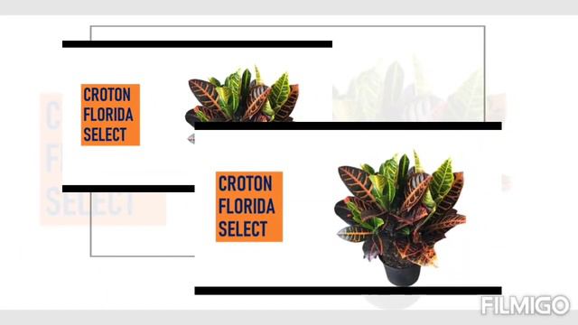 33 CROTON SPECIES/Croton Ki 33 variety with Names #gardening with sima & vlogs#crotonvarieties смотреть онлайн
