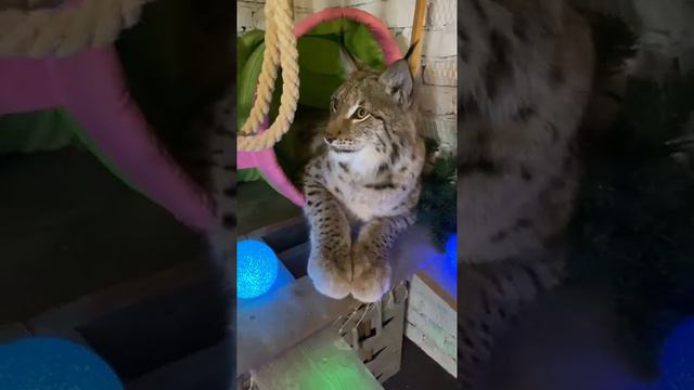 Рысь новогодний! смотреть онлайн