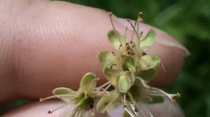 Тёрн плодоносит после обрезки.Терн уход