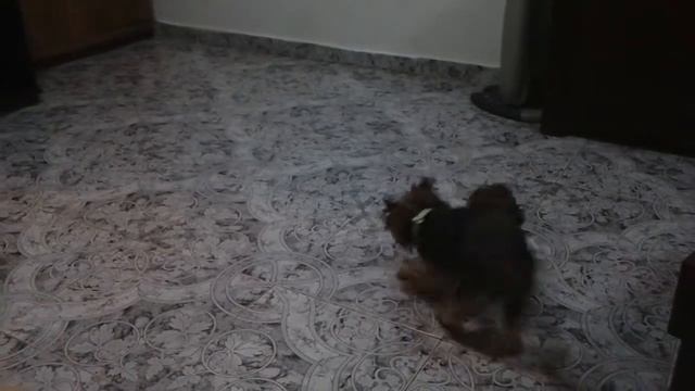 мои йорки смотреть онлайн