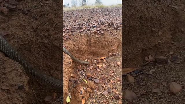 Mulga snake, the largest venomous snake of Australia смотреть онлайн