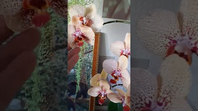 Догоиграющие орхи и мое увлечение смотреть онлайн